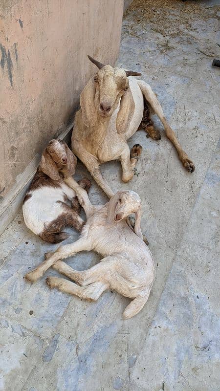 tapri Sindh cross goat for sale with 2 male female kids 0