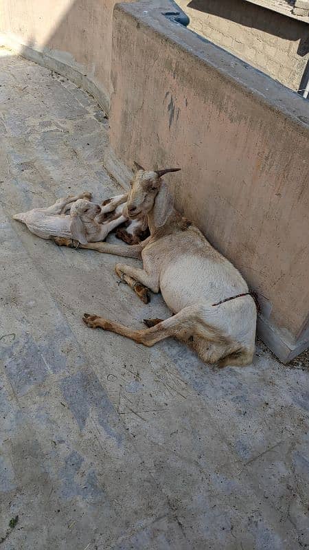 tapri Sindh cross goat for sale with 2 male female kids 1