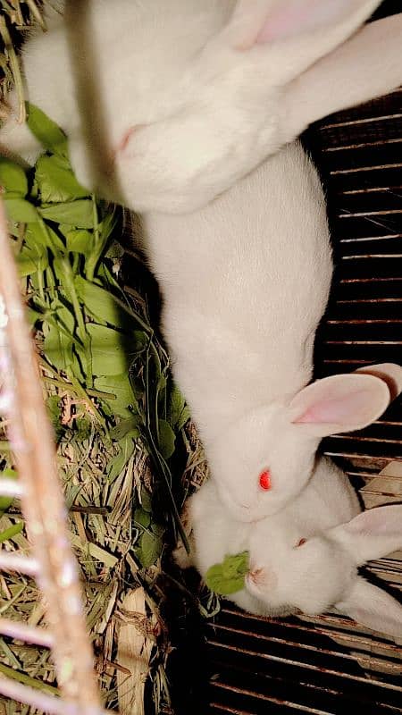 RABBIT BEBIES RED EYES 1