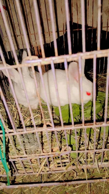 RABBIT BEBIES RED EYES 6