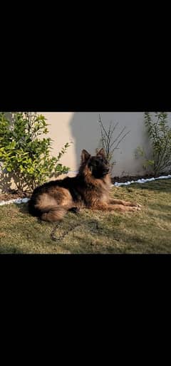 Pure German Shepherd long coat