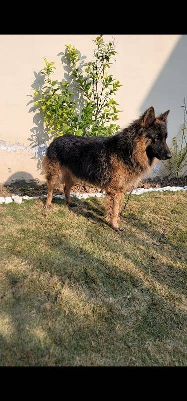 German Shepherd long coat 1