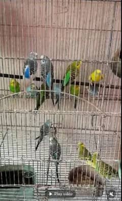 budgies parrot