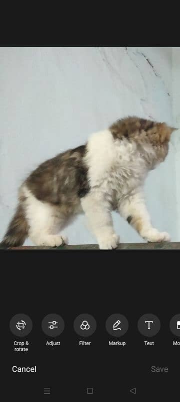 percian triple coat kitten 4month 1