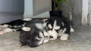 siberian husky puppies