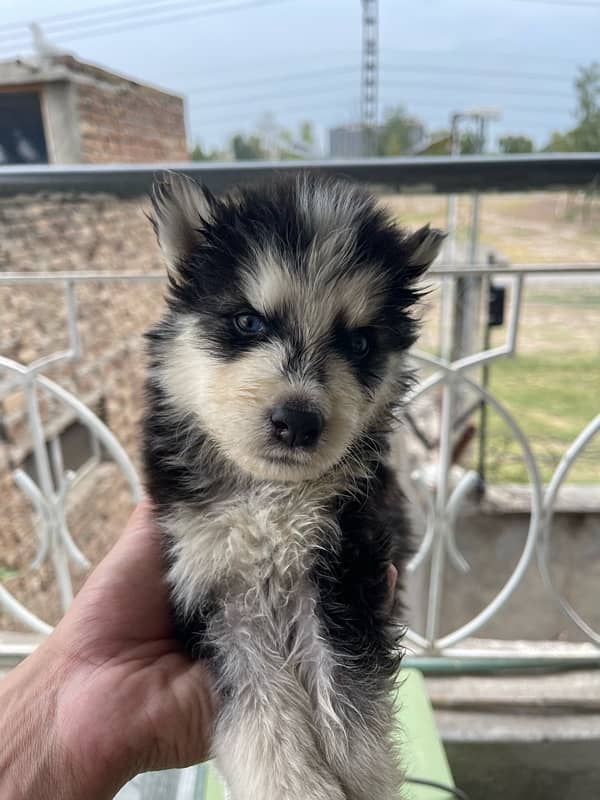 siberian husky puppies 14