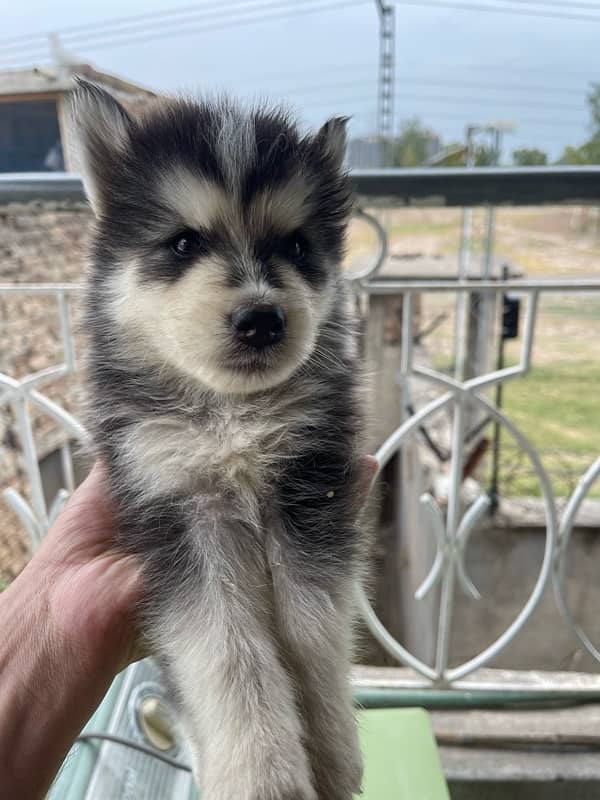 siberian husky puppies 16