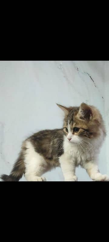 perican male age 4 month vaccinated litter trand 0