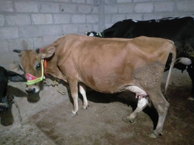 jursee cow 1