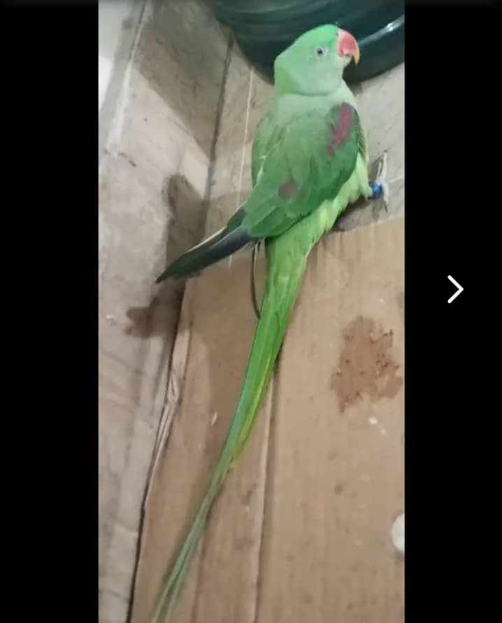 Raw parrot female 0