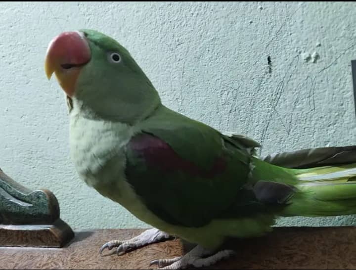 Raw parrot female 1