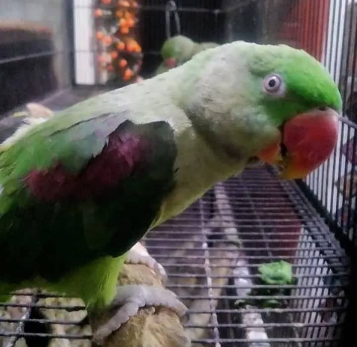 Raw parrot female 2