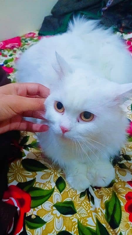 persian cat white color 0