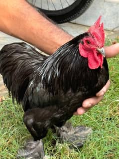 3000 Bantam for Sale