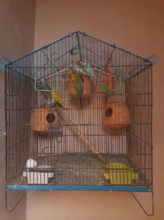 For Sale Australian Parrots, Breeder Parrots with cage.