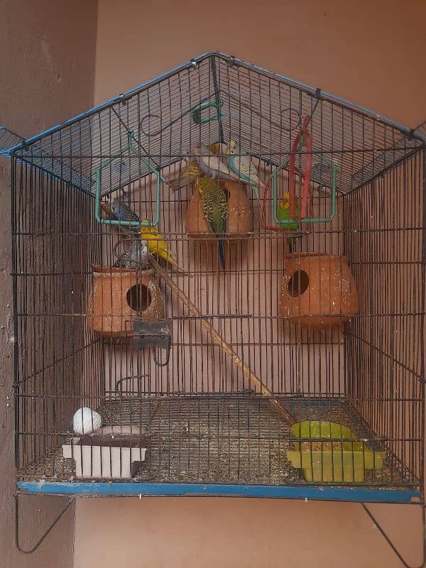 For Sale Australian Parrots, Breeder Parrots with cage. 1