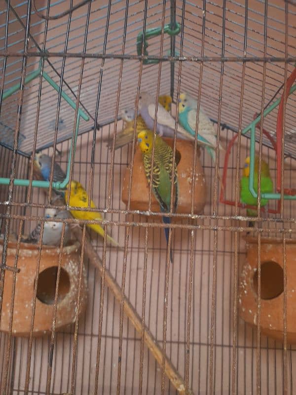 For Sale Australian Parrots, Breeder Parrots with cage. 2