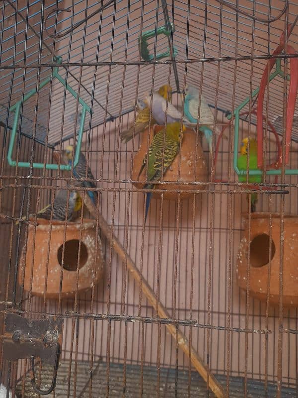 For Sale Australian Parrots, Breeder Parrots with cage. 3