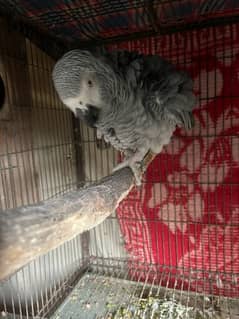 Affrican Grey Parrot