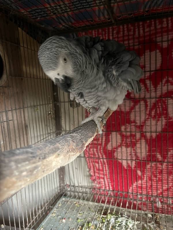 Affrican Grey Parrot 0