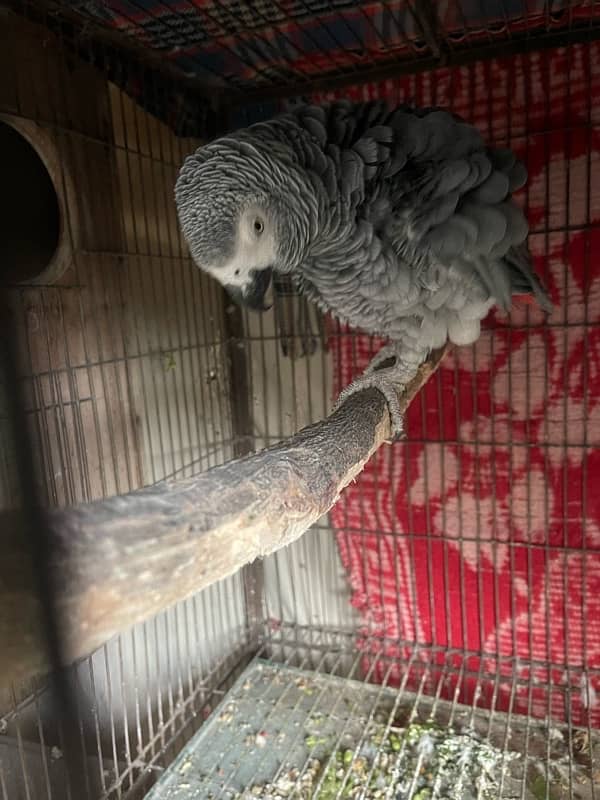 Affrican Grey Parrot 1