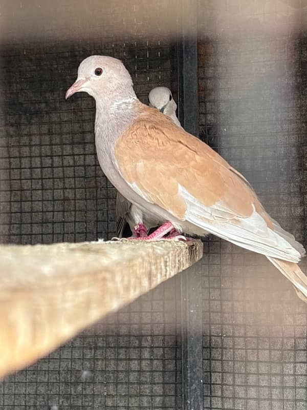 2 pair dove khumray 0