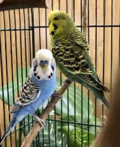 budgie for sale