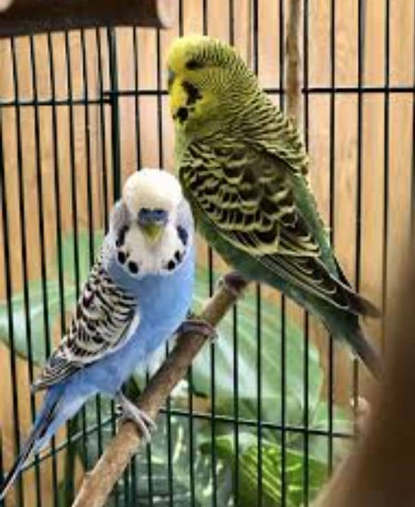 budgie for sale 0