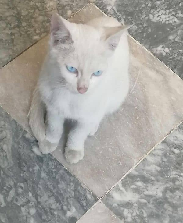 White Male Cat Turkish Angora 0