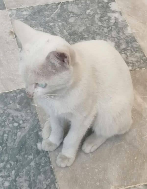 White Male Cat Turkish Angora 1