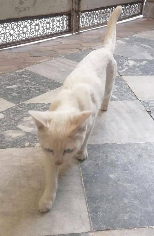 White Male Cat Turkish Angora 2