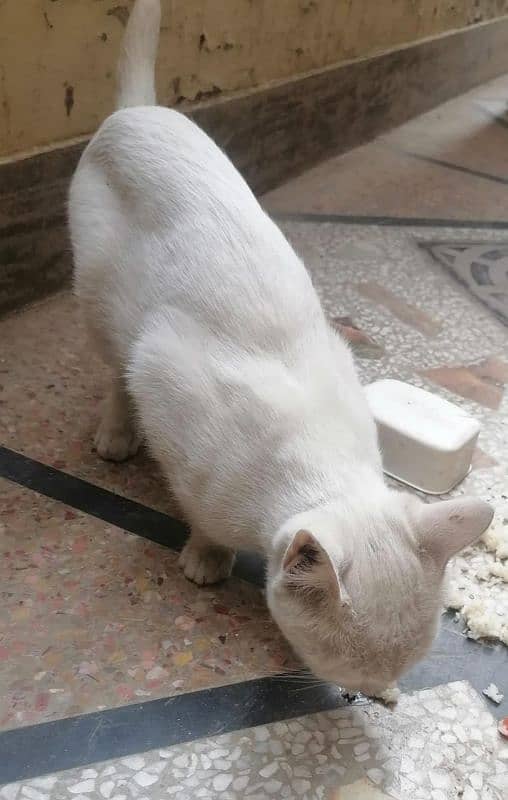 White Male Cat Turkish Angora 3