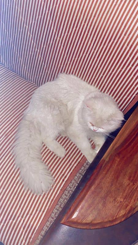 Persian cat triple cotate 1