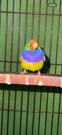 Gouldian