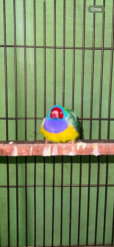 Gouldian Finches 1