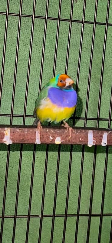 Gouldian Finches 2