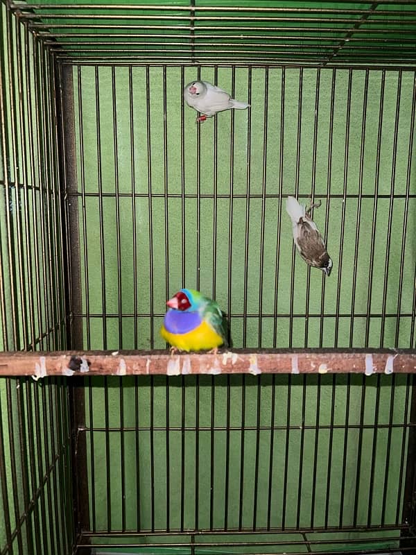 Gouldian Finches 3