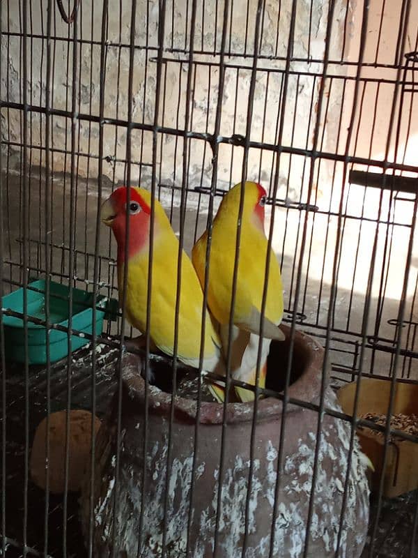 love bird parrots 1