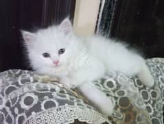 persian 2 months old