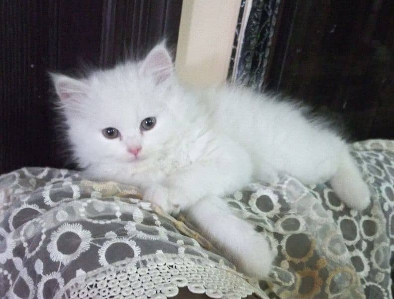 persian 2 months old 0