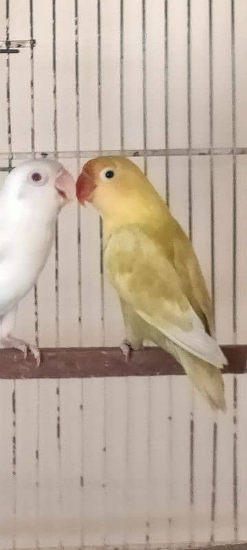 PARBLUE PASTEL INO/ALBINO RED EYE DNA BREEDER PAIR 2