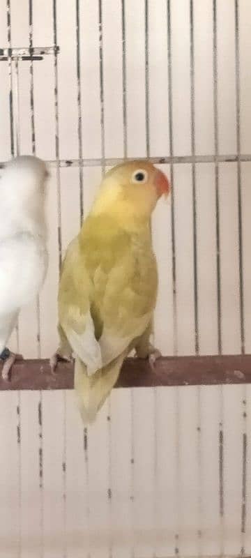 PARBLUE PASTEL INO/ALBINO RED EYE DNA BREEDER PAIR 4