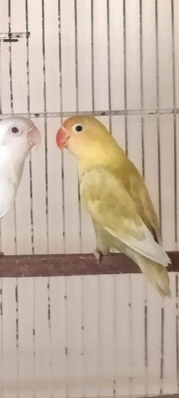 PARBLUE PASTEL INO/ALBINO RED EYE DNA BREEDER PAIR 5