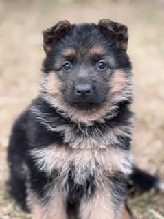 German shepherd female puppy for sale