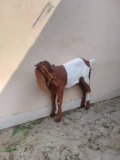 female goat,