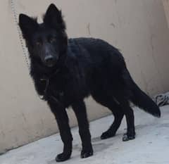 Black German Shepherd Long Coat Non Pedigree For Sale