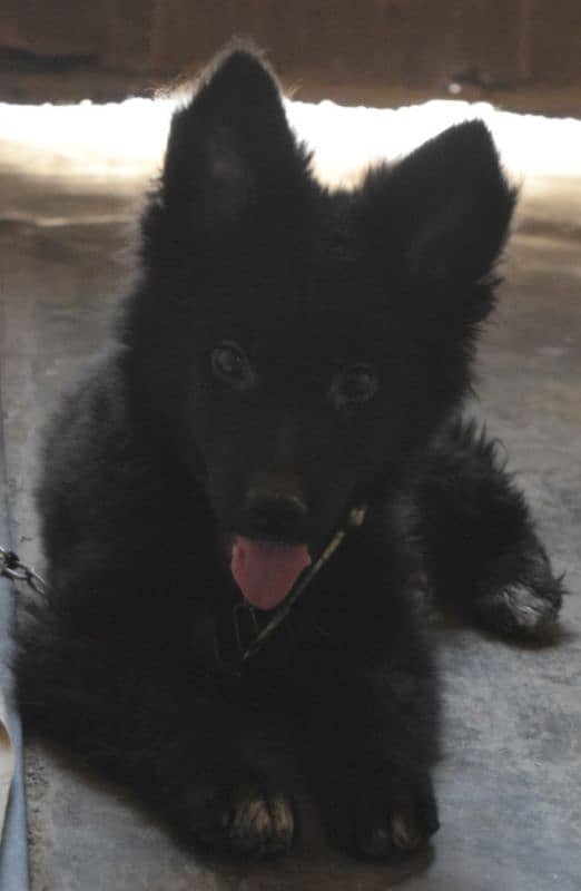 Black German Shepherd Long Coat Non Pedigree For Sale 1