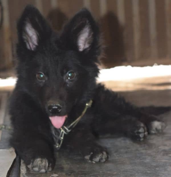 Black German Shepherd Long Coat Non Pedigree For Sale 2