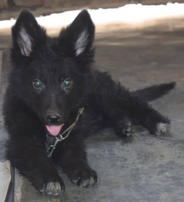 Black German Shepherd Long Coat Non Pedigree For Sale 3