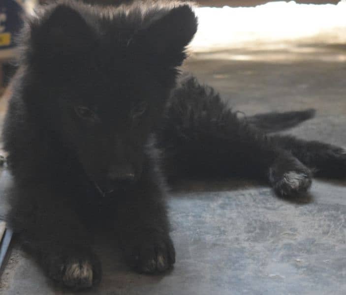 Black German Shepherd Long Coat Non Pedigree For Sale 4